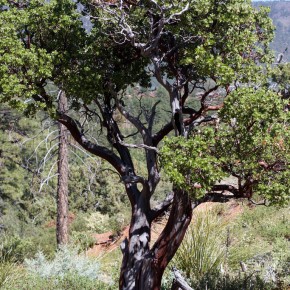 The Manchineel (Manzanella) Tree.